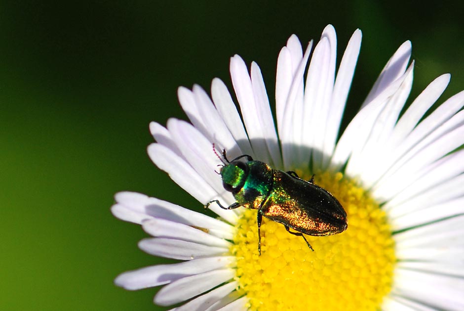 Buprestidae da ID. Anthaxia